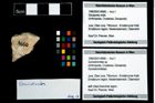 Foto (Objekt + Etikett) von Goniodromites sp.  (NHMW-GEO-1990-0041-4666)